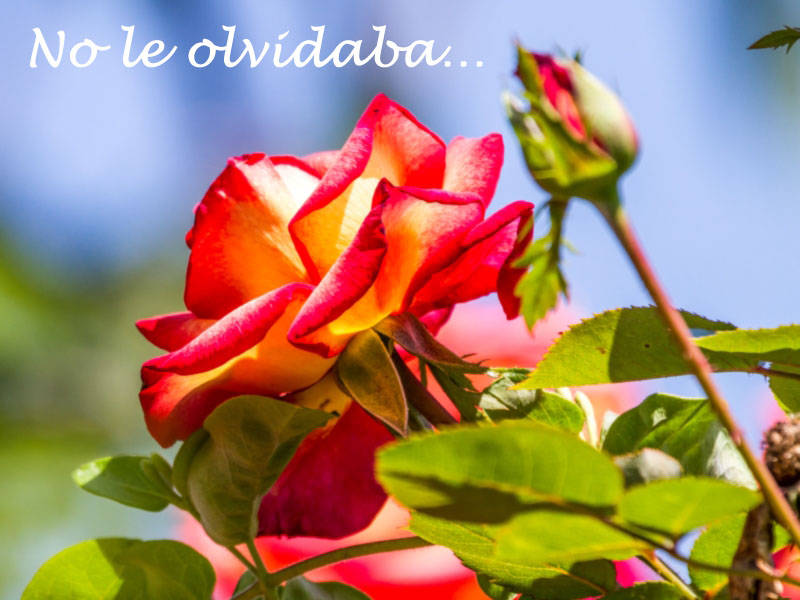 No le olvidaba…