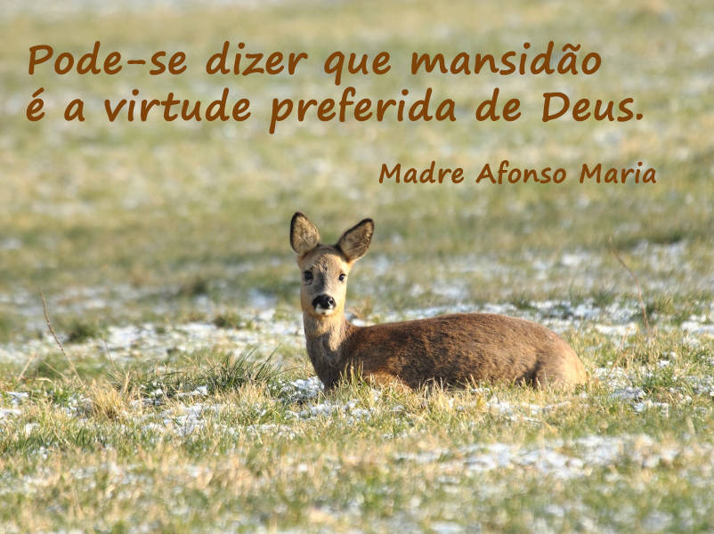 Pode-se dizer que mansidão é a virtude preferida de Deus.