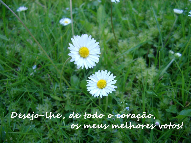 Desejo-lhe, de todo o coração, os meus melhores votos!