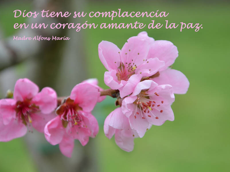 Dios tiene su complacencia en un corazón amante de la paz.