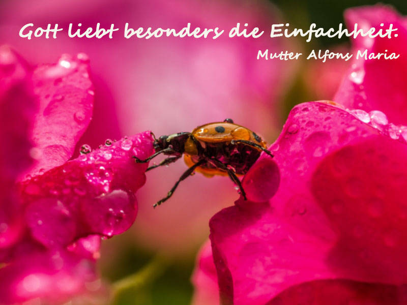 Gott liebt besonders die Einfachheit.