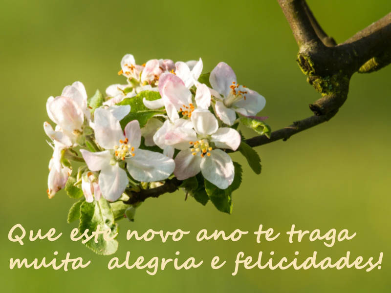 Que este novo ano te traga muita alegria e felicidades!