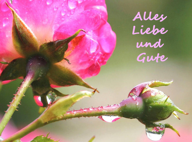 Alles Liebe und Gute