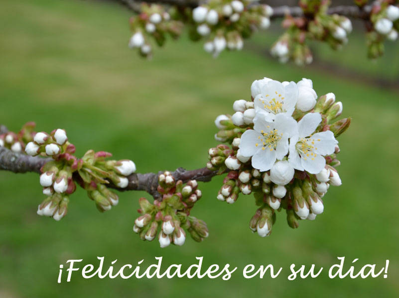 ¡Felicidades en su día!