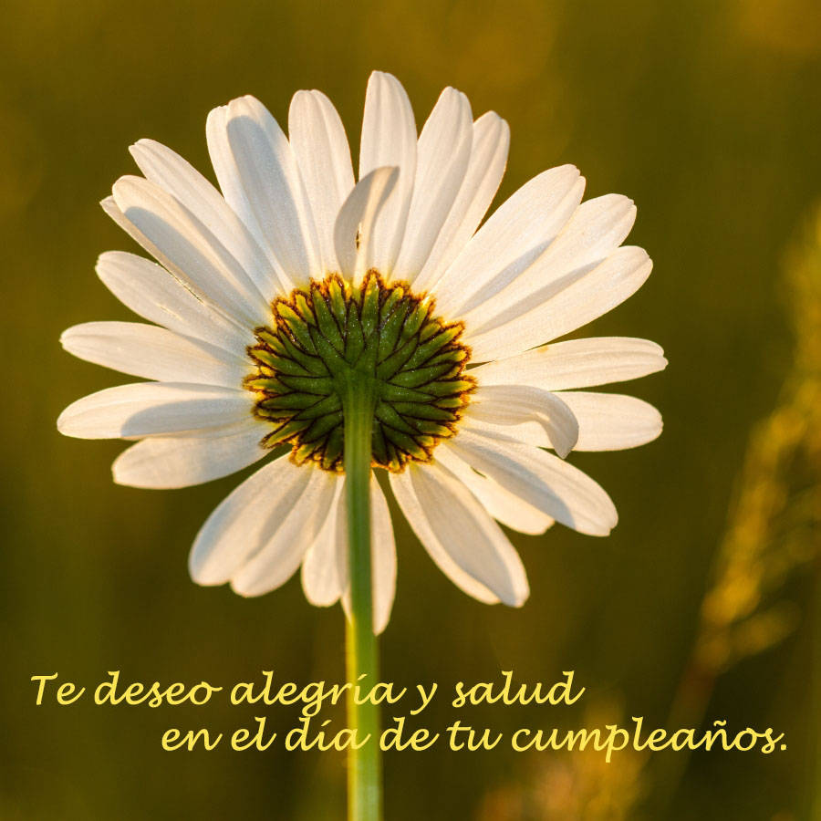 Te deseo alegría y salud en el día de tu cumpleaños.