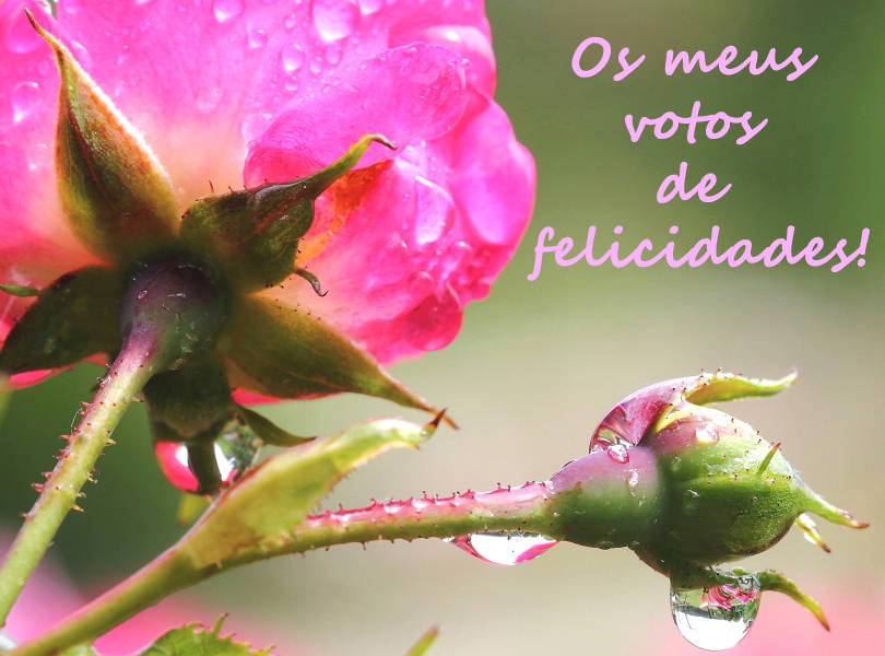 Os meus votos de felicidades!