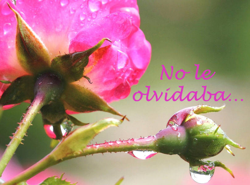 No le olvidaba…