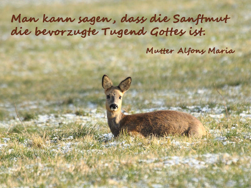 Man kann sagen, dass die Sanftmut die bevorzugte Tugend Gottes ist.