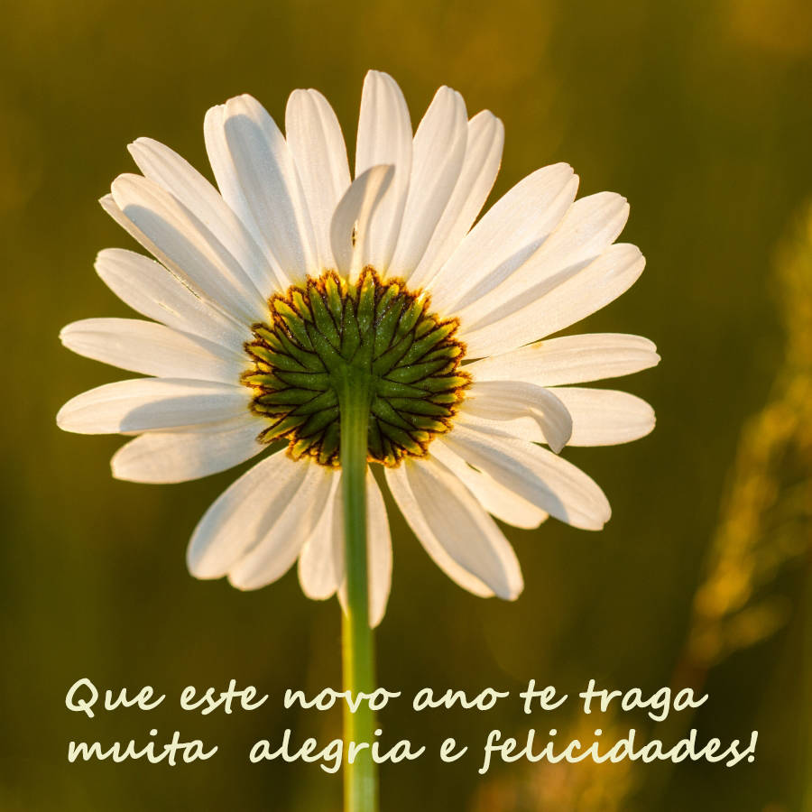 Que este novo ano te traga muita alegria e felicidades!
