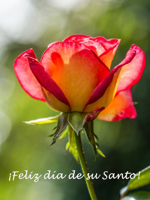 No le olvidaba…