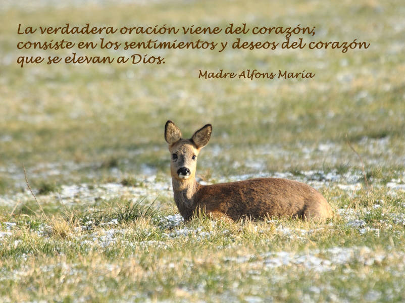 La verdadera oración viene del corazón; consiste en los sentimientos y deseos del corazón que se elevan a Dios.
